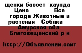 щенки бассет- хаунда › Цена ­ 20 000 - Все города Животные и растения » Собаки   . Амурская обл.,Благовещенский р-н